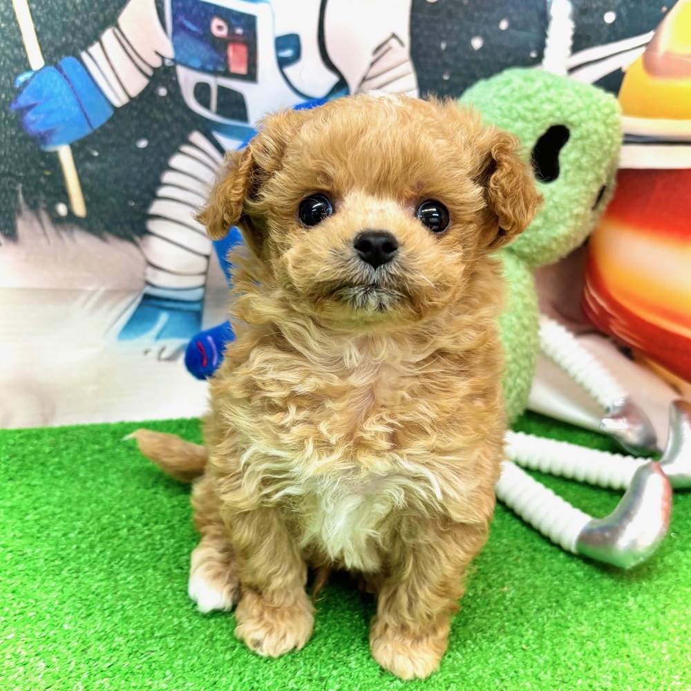 愛知県のマルプー(マルチーズ×プードル) (犬の家＆猫の里名古屋天白店/2026年1月7日生まれ/男の子/アプリコット)の子犬の2枚目の画像