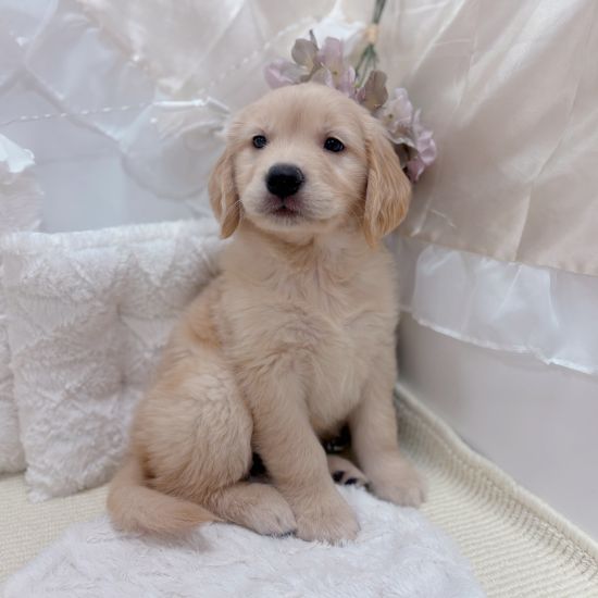 岐阜県のゴールデンレトリバー (犬の家＆猫の里カラフルタウン岐阜店/2026年1月7日生まれ/女の子/ゴールデン)の子犬の2枚目の画像