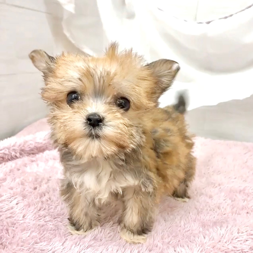 愛知県のマルキー/マルヨーキー(マルチーズ×ヨークシャーテリア) (犬の家＆猫の里碧南店/2026年1月5日生まれ/女の子/フォーン)の子犬の2枚目の画像