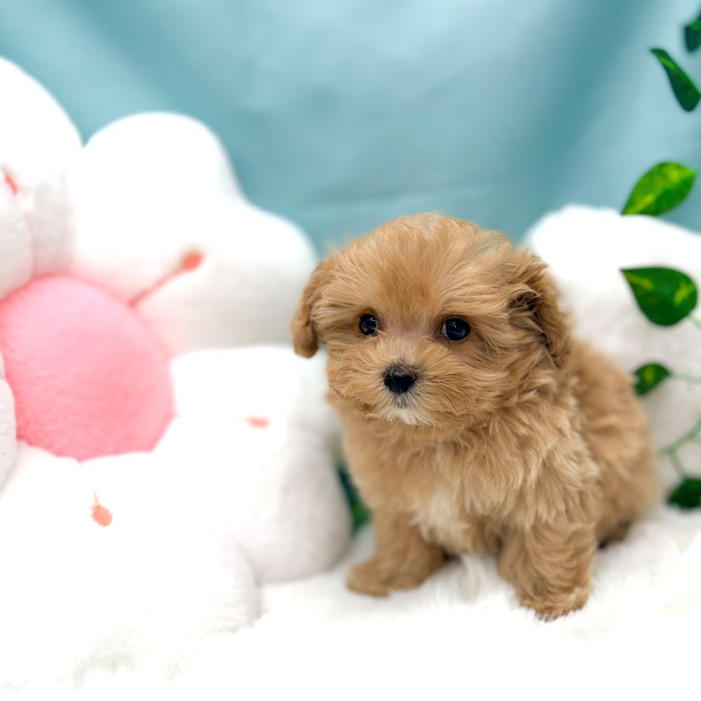 愛知県のマルプー(マルチーズ×プードル) (犬の家＆猫の里愛知刈谷店/2026年1月7日生まれ/男の子/アプリコットホワイト)の子犬の2枚目の画像