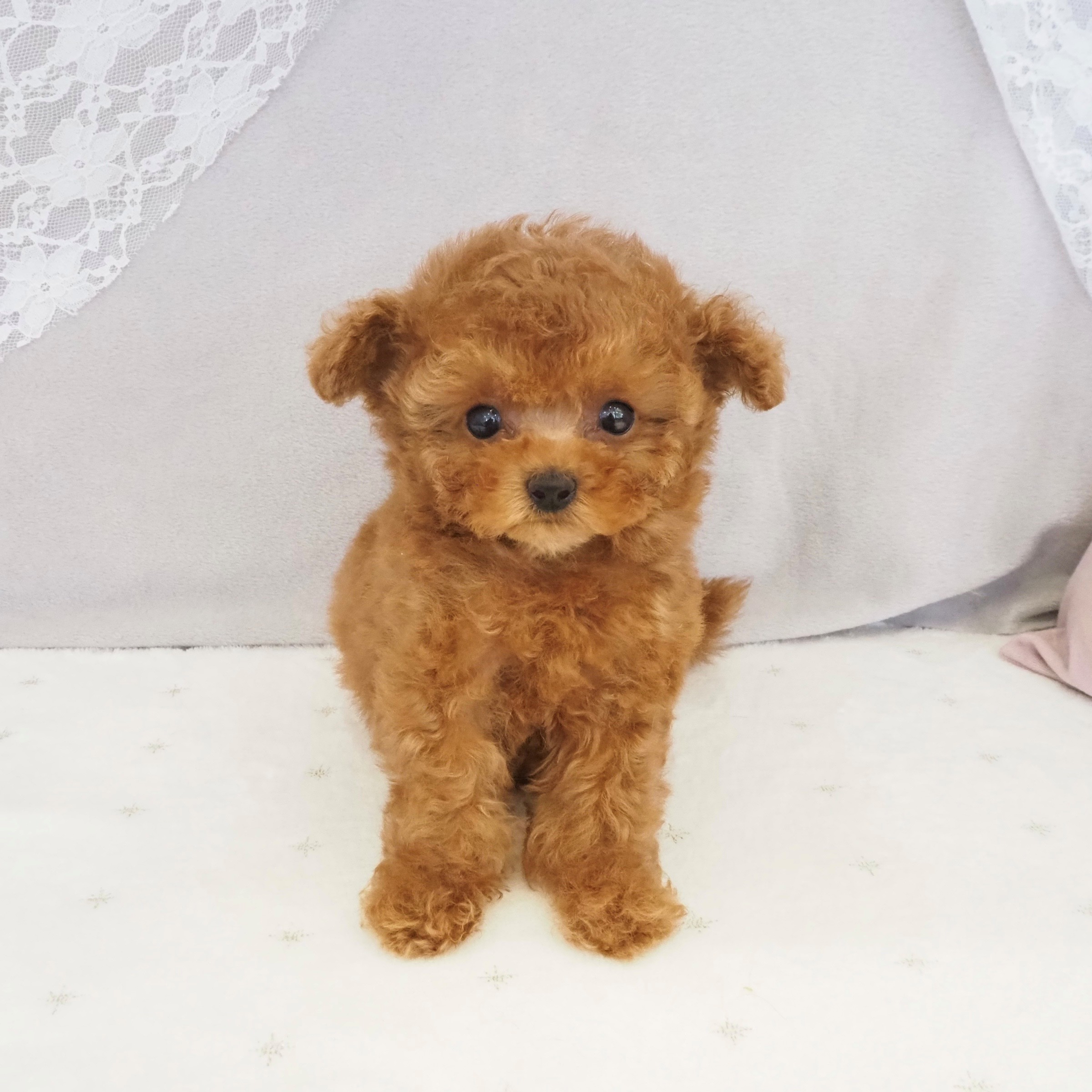 大阪府のトイプードル(ティーカップ) (犬の家＆猫の里もりのみやキューズモールBASE店/2026年1月3日生まれ/女の子/レッドフォーン)の子犬の1枚目の画像