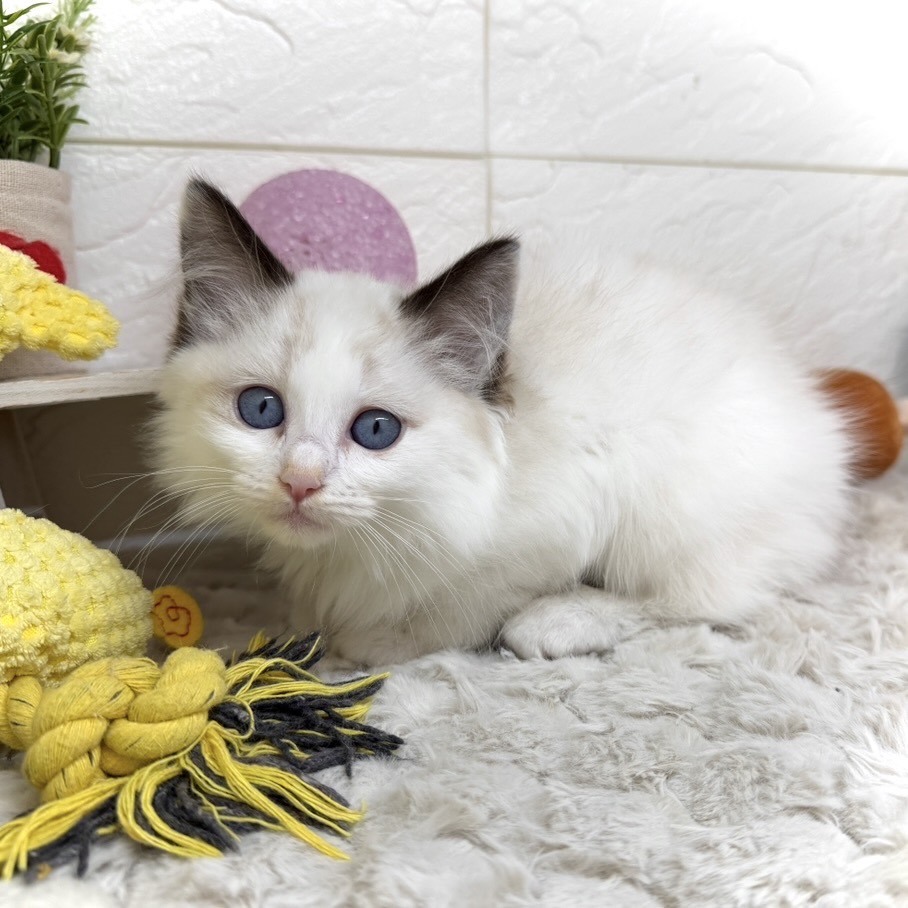 兵庫県のラグドール (犬の家＆猫の里ゆめタウン姫路店/2026年1月8日生まれ/女の子/シールポイントバイカラー)の子猫の2枚目の画像