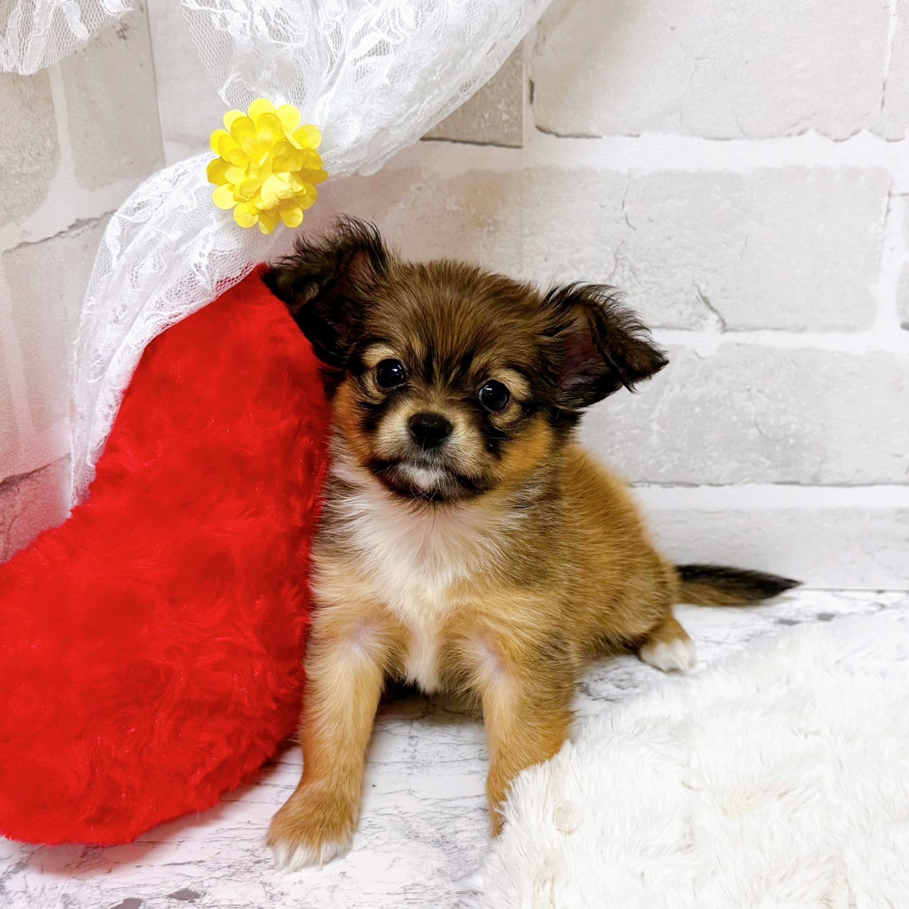京都府のパピチー/チワパピ(パピヨン×チワワ) (犬の家＆猫の里京都精華店/2026年1月8日生まれ/男の子/レッドホワイト)の子犬の2枚目の画像