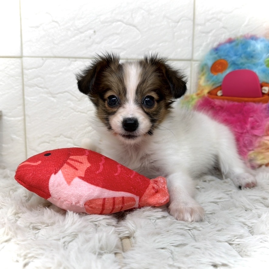 兵庫県のパピヨン (犬の家＆猫の里ゆめタウン姫路店/2026年1月8日生まれ/女の子/ホワイトブラウン)の子犬の2枚目の画像