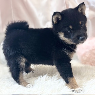 兵庫県の豆柴 (犬の家＆猫の里カナート西神戸店/2026年1月8日生まれ/女の子/黒)の子犬の2枚目の画像