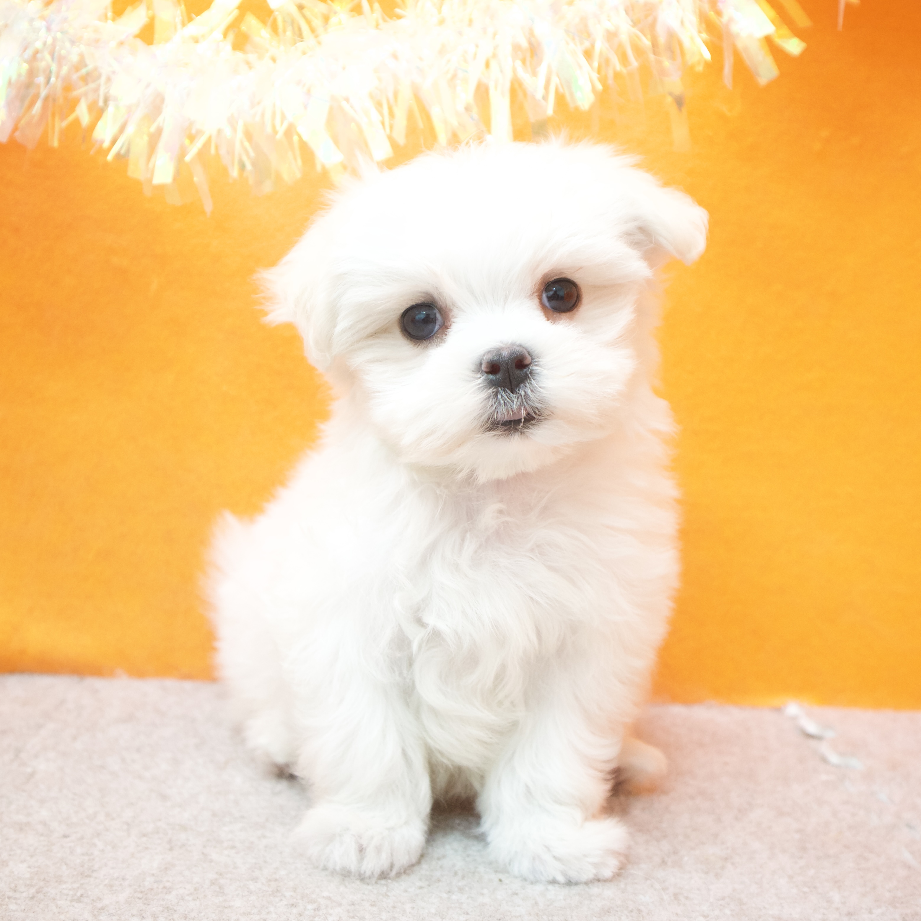 大阪府のマルチーズ (犬の家＆猫の里吹田店/2026年1月8日生まれ/女の子/ホワイト)の子犬の1枚目の画像