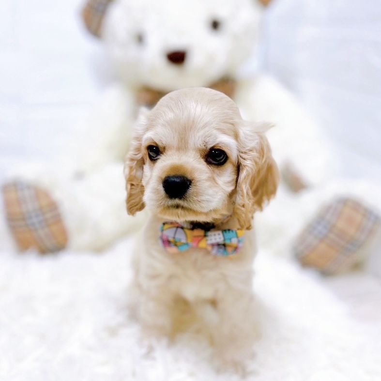 滋賀県のアメリカンコッカースパニエル (犬の家＆猫の里近江八幡店/2026年1月7日生まれ/男の子/バフ)の子犬の2枚目の画像