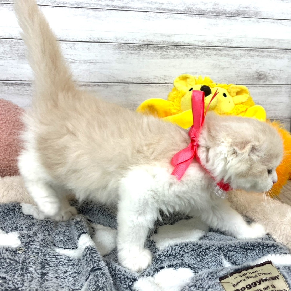 兵庫県のスコティッシュフォールド (犬の家＆猫の里川西店/2026年1月6日生まれ/男の子/クリームタビーホワイト)の子猫の2枚目の画像
