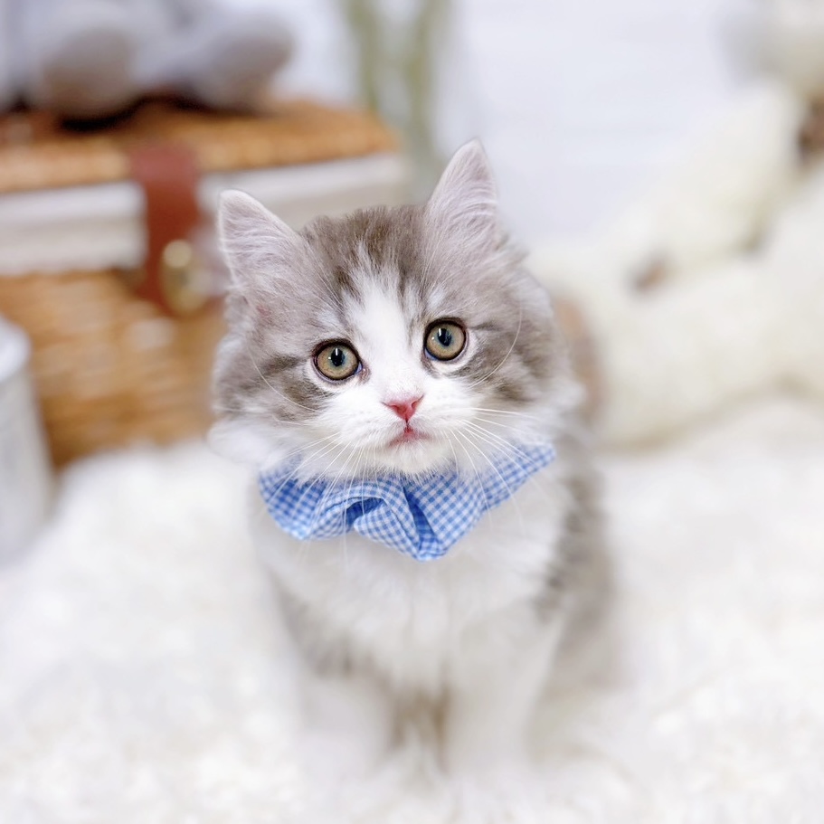 スコティッシュストレート男の子の写真