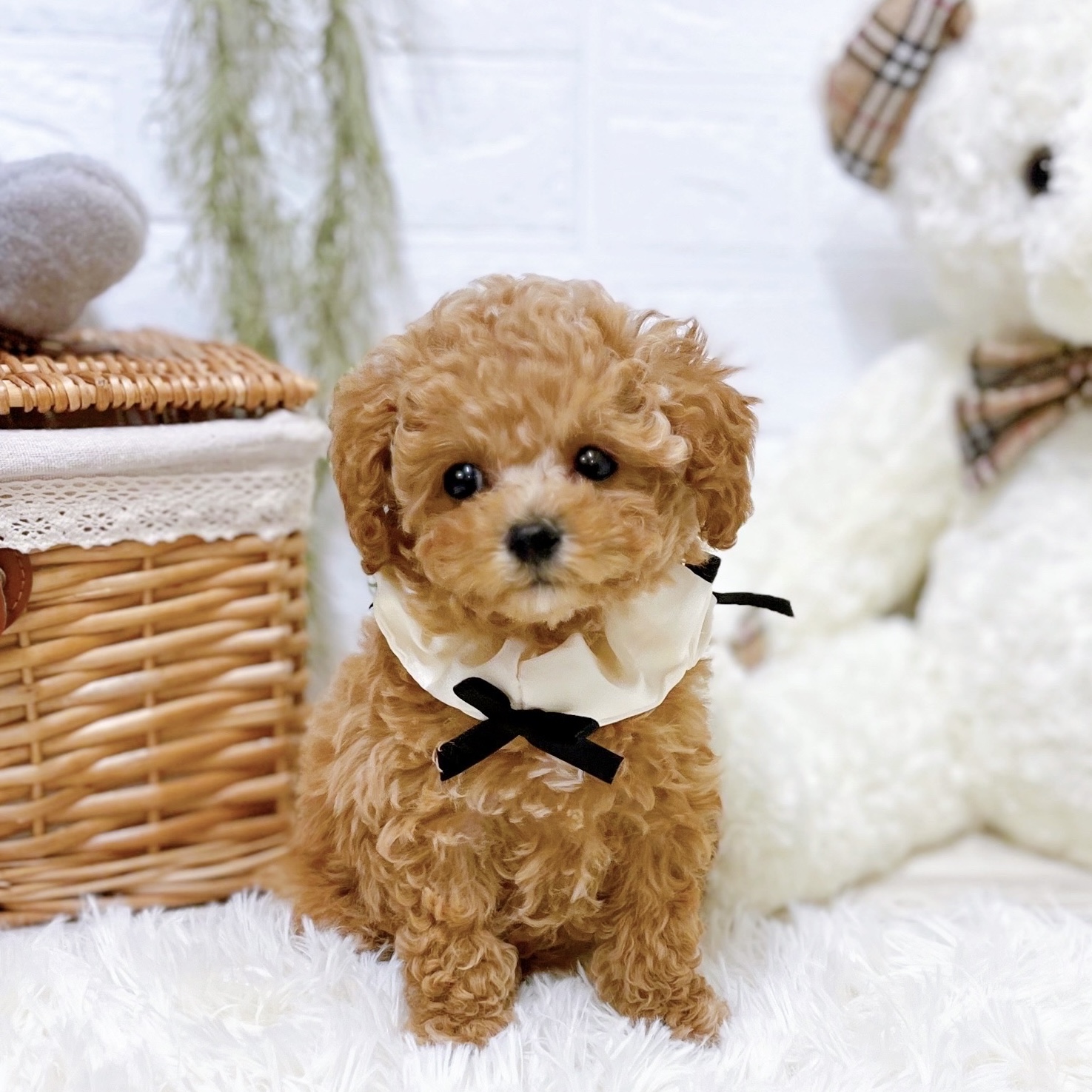 滋賀県のトイプードル(トイ) (犬の家＆猫の里近江八幡店/2026年1月6日生まれ/女の子/オレンジフォーン)の子犬の2枚目の画像