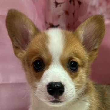 福岡県のウェルシュコーギーペンブローク (犬の家＆猫の里トリアス久山店/2026年1月25日生まれ/男の子/レッドホワイト)の子犬の1枚目の画像