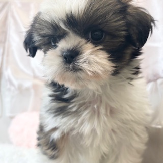 兵庫県のシーズー (犬の家＆猫の里カナート西神戸店/2026年1月7日生まれ/男の子/ゴールドホワイト)の子犬の2枚目の画像