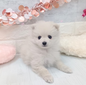 静岡県のポメラニアン (犬の家＆猫の里プレ葉ウォーク浜北店/2026年1月7日生まれ/男の子/クリーム)の子犬の2枚目の画像