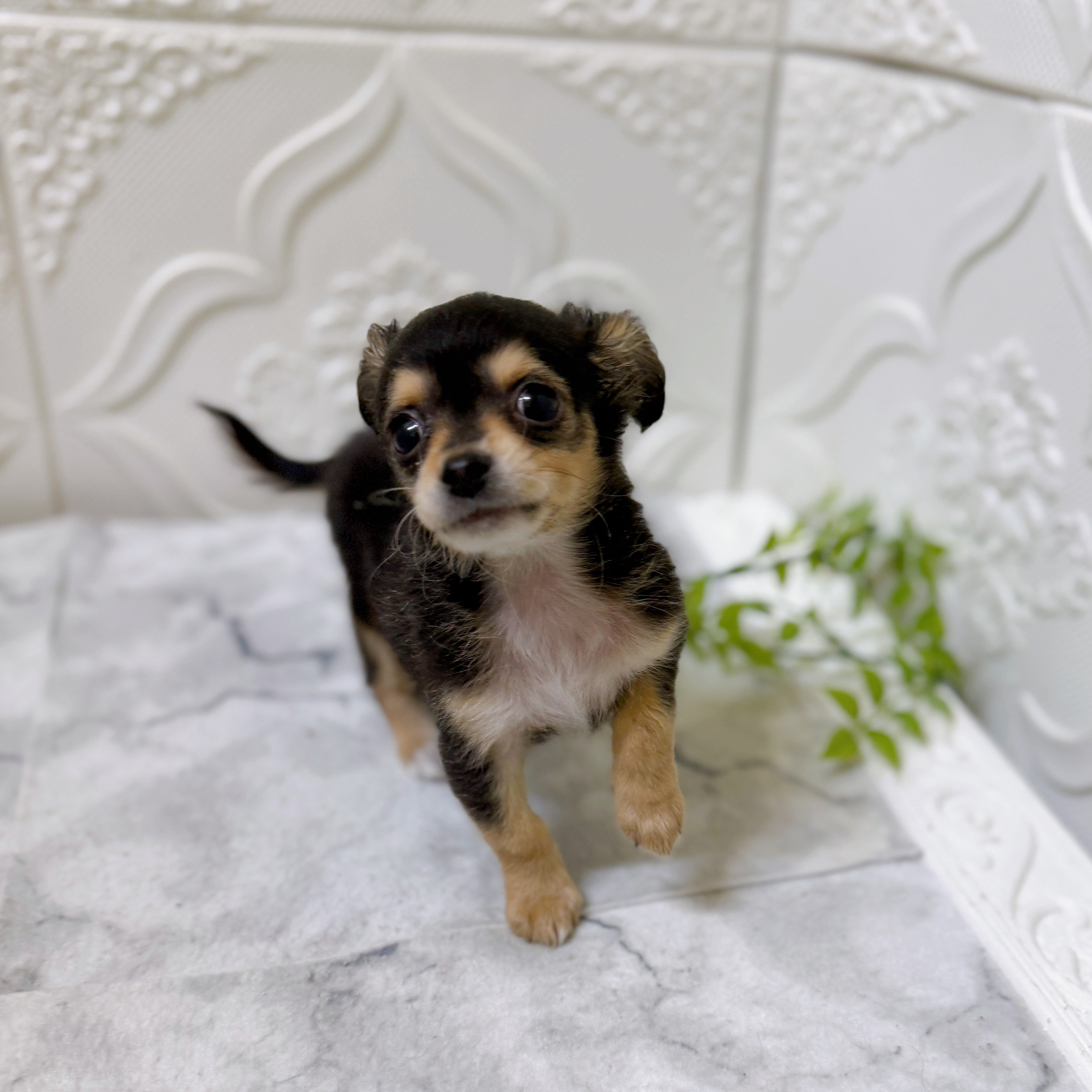 愛知県のチワックス(チワワ×ダックス) (犬の家＆猫の里岡崎店/2026年1月8日生まれ/男の子/ブラックタン)の子犬の2枚目の画像
