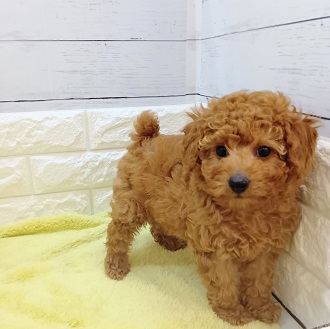 静岡県のトイプードル(トイ) (犬の家＆猫の里アミーゴ浜松和田店/2026年1月8日生まれ/女の子/レッド)の子犬の2枚目の画像