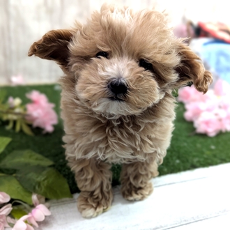 ハーフ犬男の子の写真