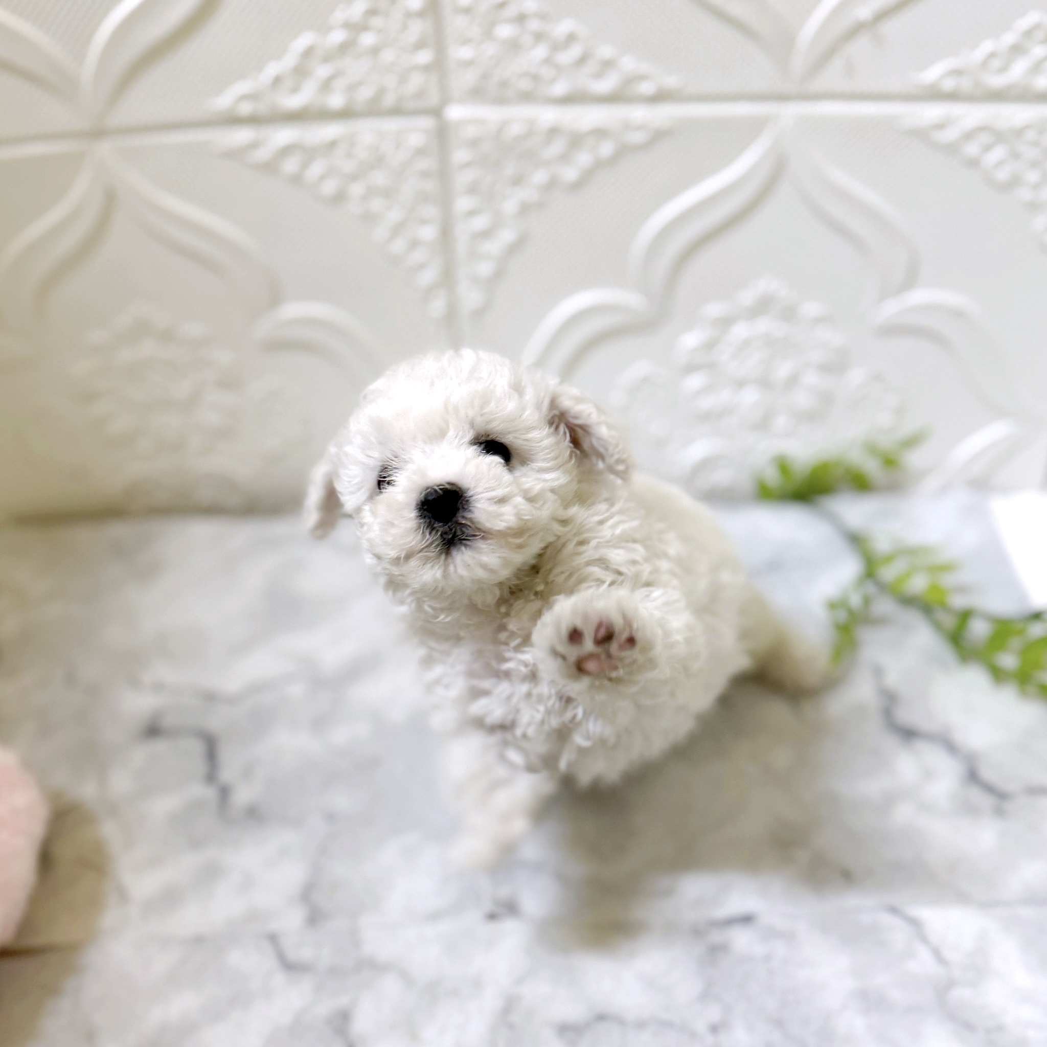 愛知県のビションフリーゼ (犬の家＆猫の里岡崎店/2026年1月7日生まれ/女の子/ホワイト)の子犬の2枚目の画像