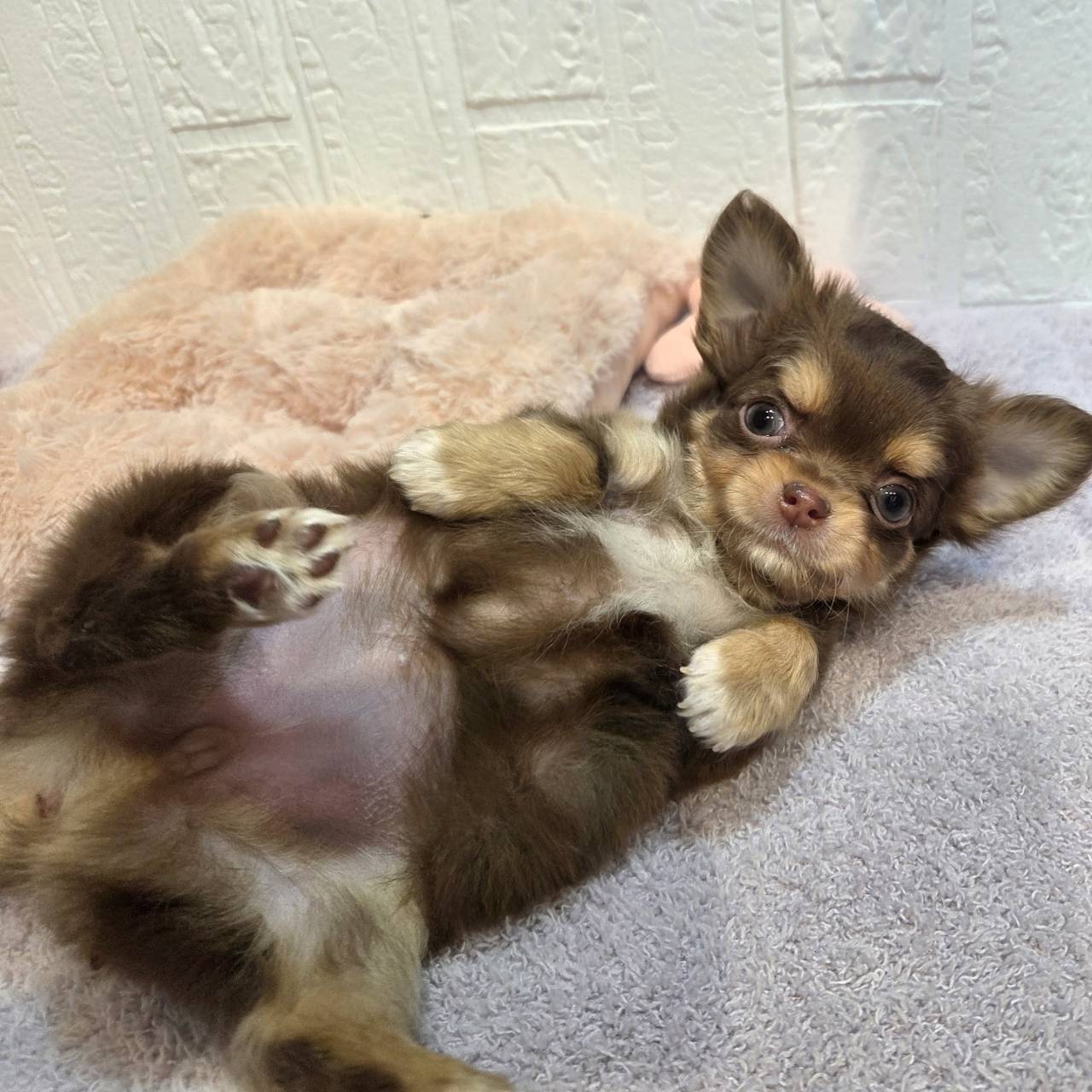 長野県のチワワ(ロング) (犬の家＆猫の里カインズ梓川店/2026年1月7日生まれ/女の子/チョコレートタン)の子犬の2枚目の画像