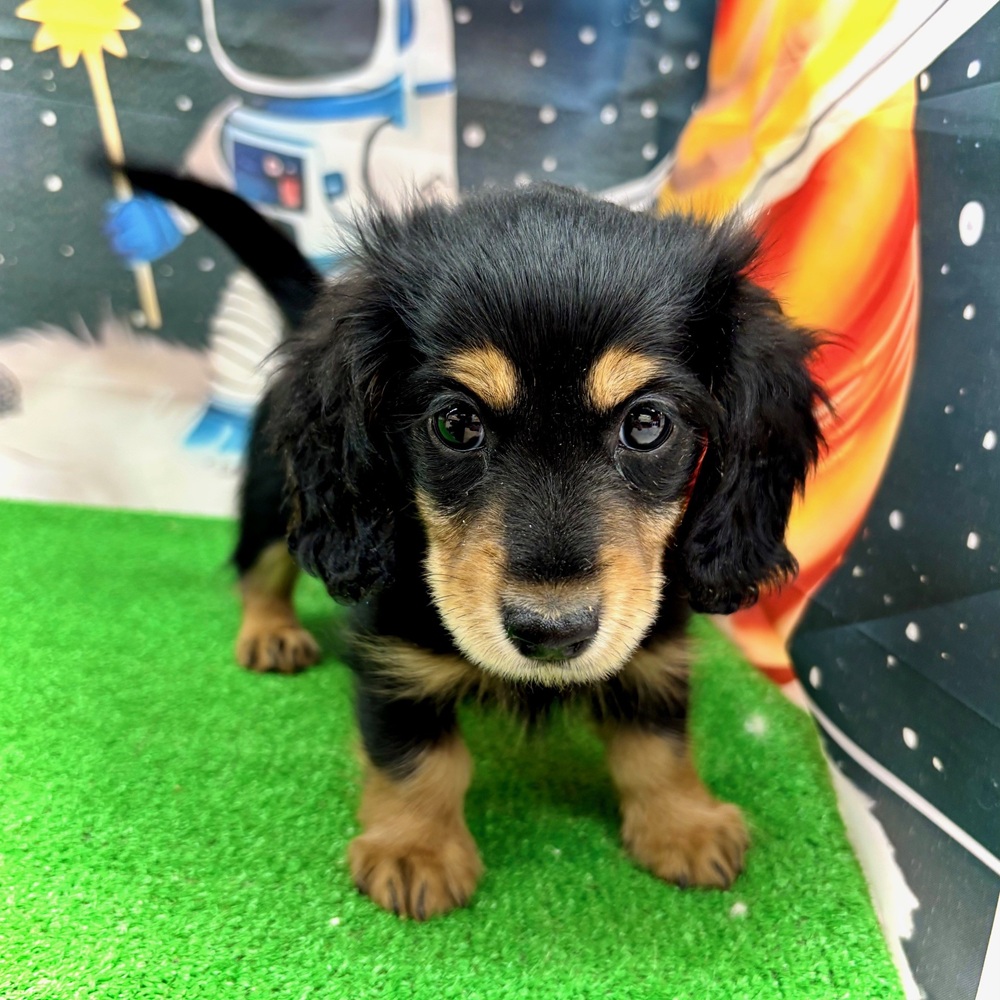 愛知県のミニチュアダックスフンド(ロング) (犬の家＆猫の里名古屋天白店/2026年1月7日生まれ/男の子/ブラックタン)の子犬の2枚目の画像