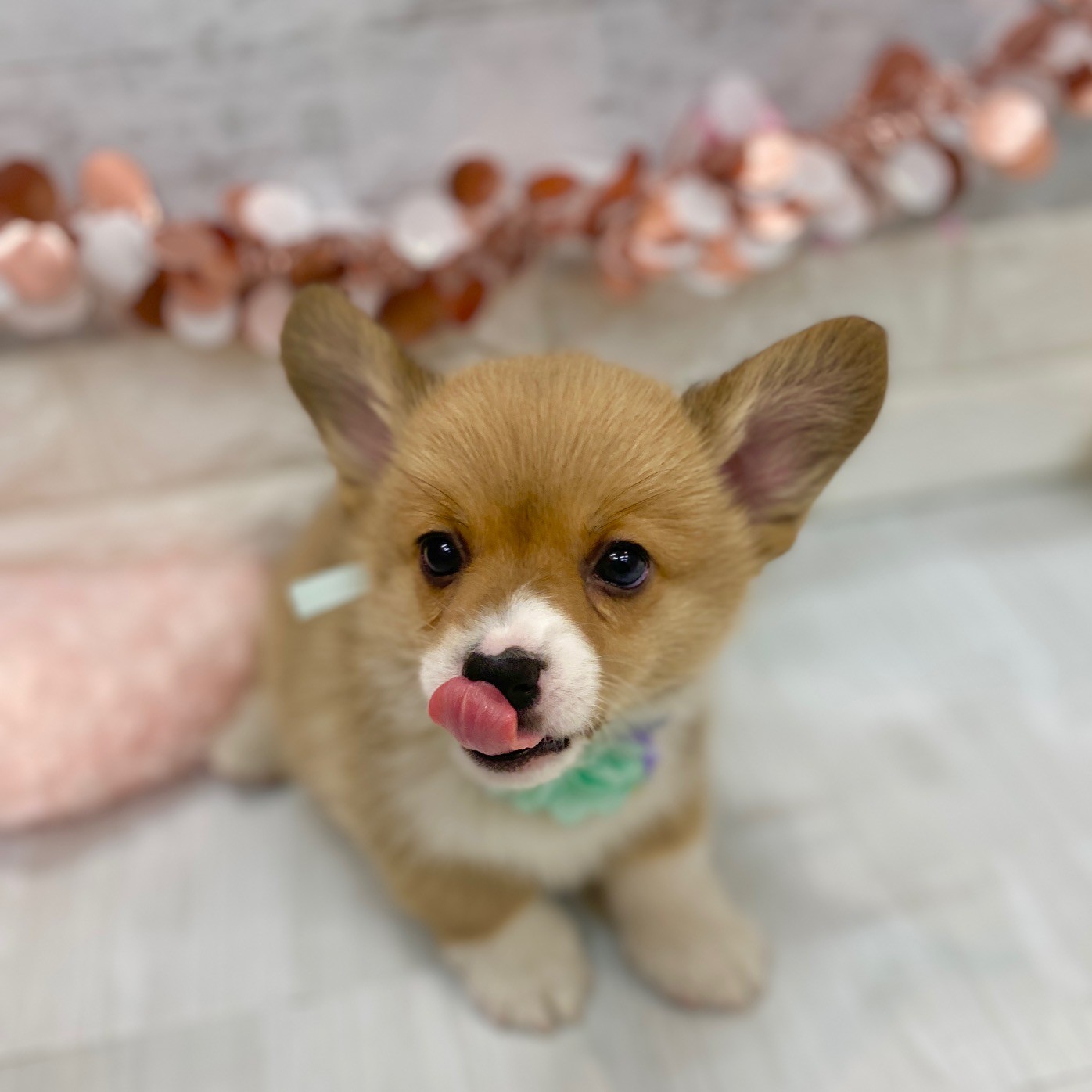 静岡県のウェルシュコーギーペンブローク (犬の家＆猫の里プレ葉ウォーク浜北店/2026年1月6日生まれ/女の子/レッドホワイト)の子犬の2枚目の画像