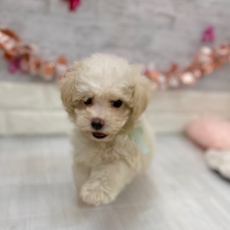 静岡県のビションプー(ビションフリーゼ×プードル) (犬の家＆猫の里プレ葉ウォーク浜北店/2026年1月8日生まれ/女の子/ホワイト)の子犬の2枚目の画像