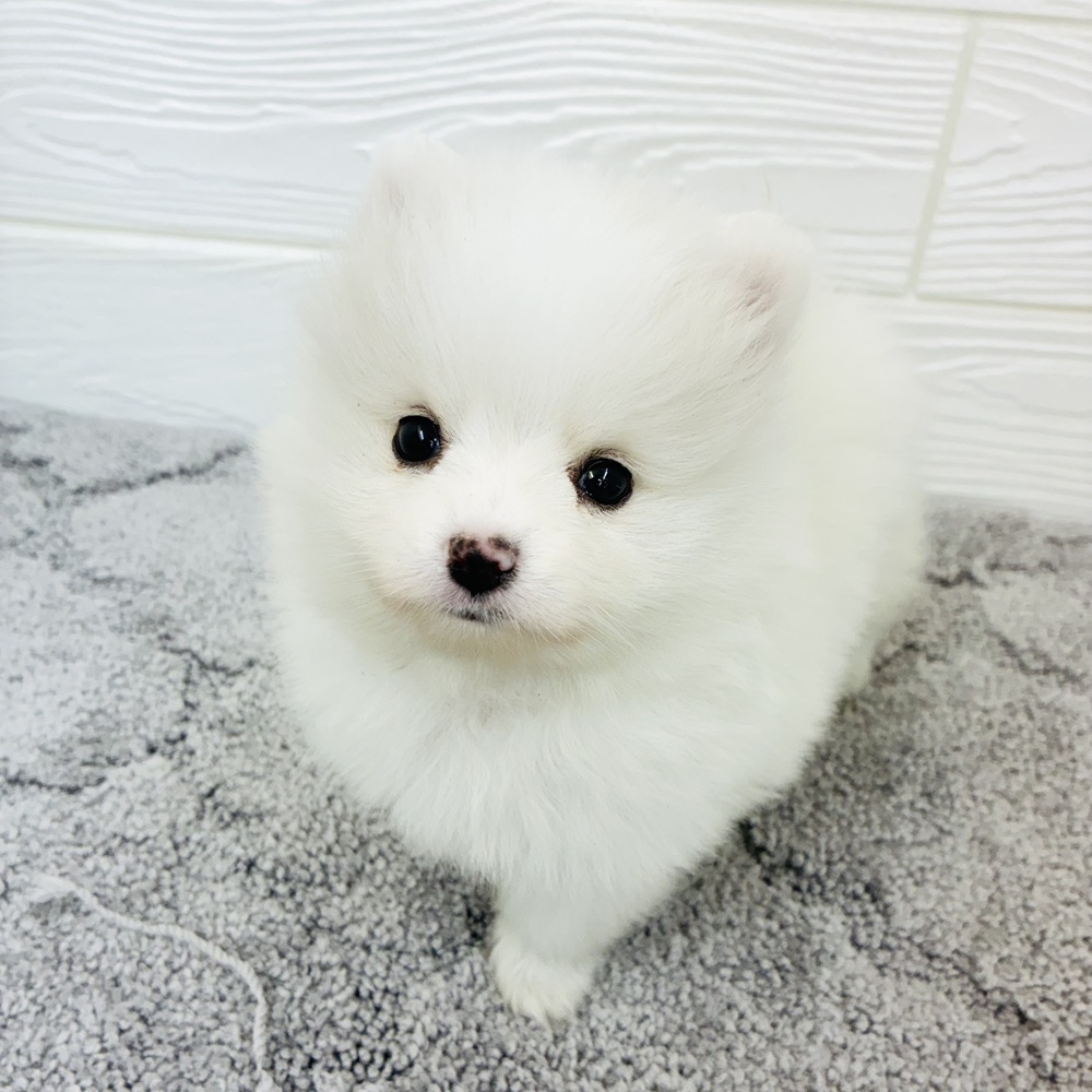 愛知県のポメチワ/チワポメ/ポメチー(ポメラニアン×チワワ) (犬の家＆猫の里七宝店/2026年1月8日生まれ/男の子/ホワイト)の子犬の2枚目の画像