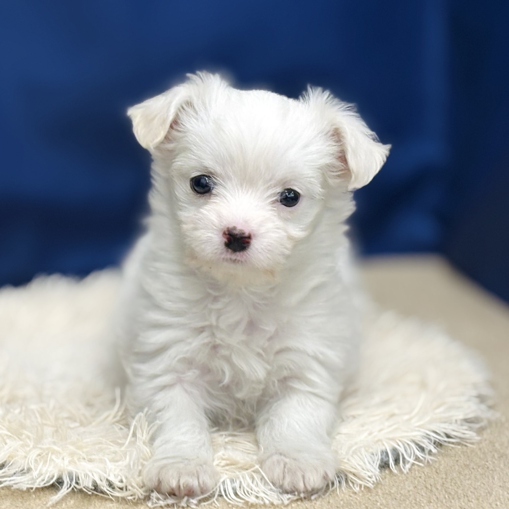 ハーフ犬女の子の写真