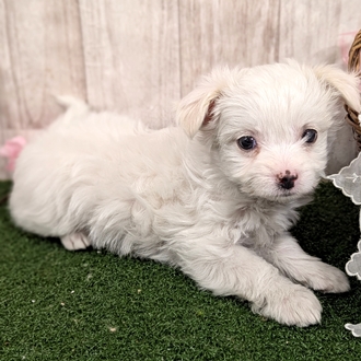 神奈川県のチワマル/マルチワ(チワワ×マルチーズ) (犬の家＆猫の里小田原店/2026年1月8日生まれ/女の子/ホワイト)の子犬の2枚目の画像