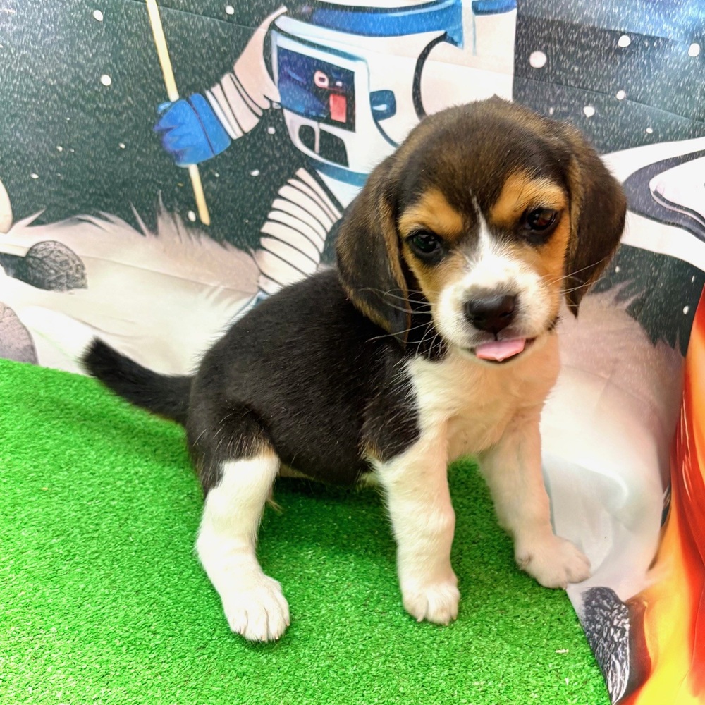 愛知県のビーグル (犬の家＆猫の里名古屋天白店/2026年1月7日生まれ/女の子/ブラックタンホワイト)の子犬の2枚目の画像