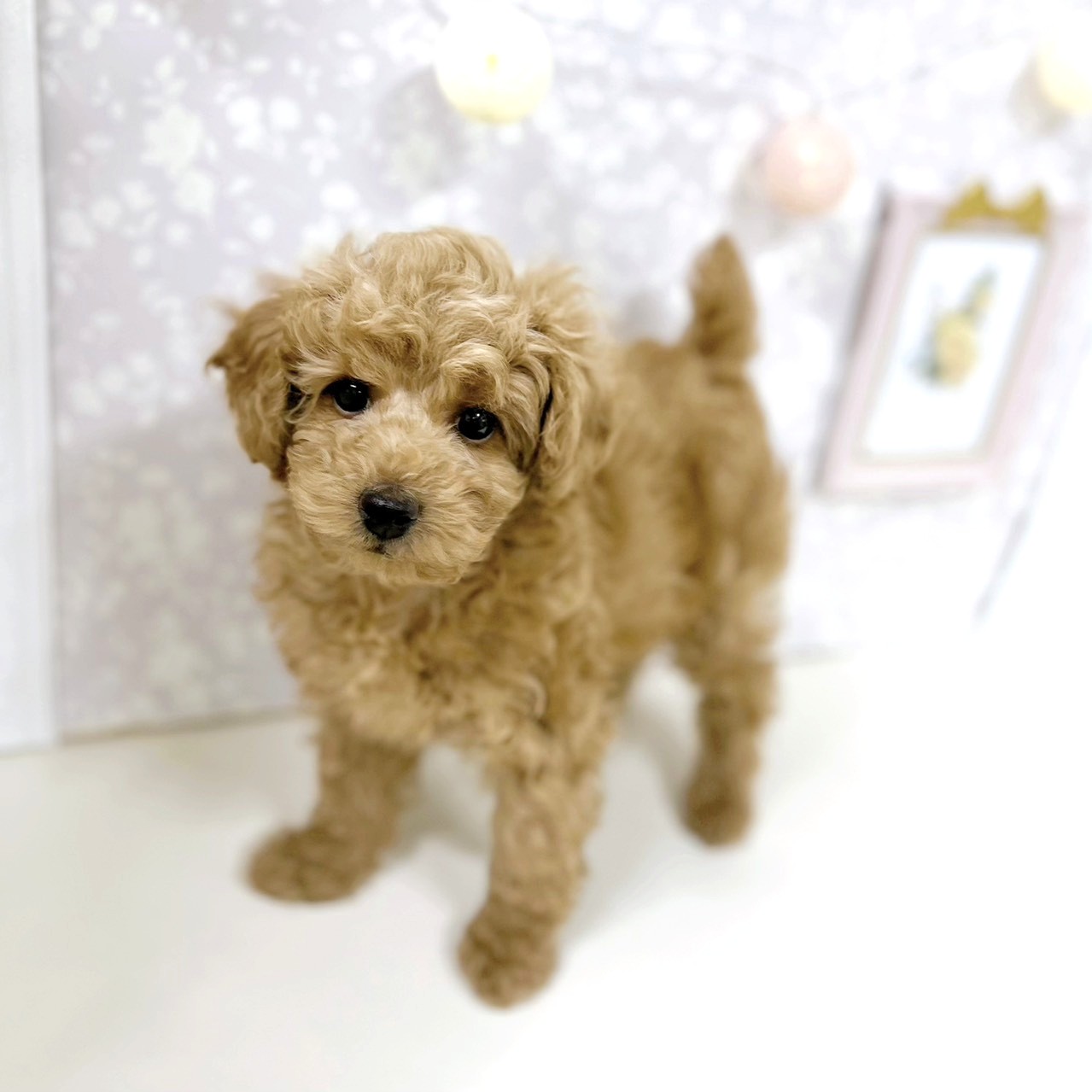 富山県のトイプードル(トイ) (犬の家＆猫の里アミーゴ高岡蓮花寺店/2026年1月7日生まれ/男の子/アプリコット)の子犬の2枚目の画像