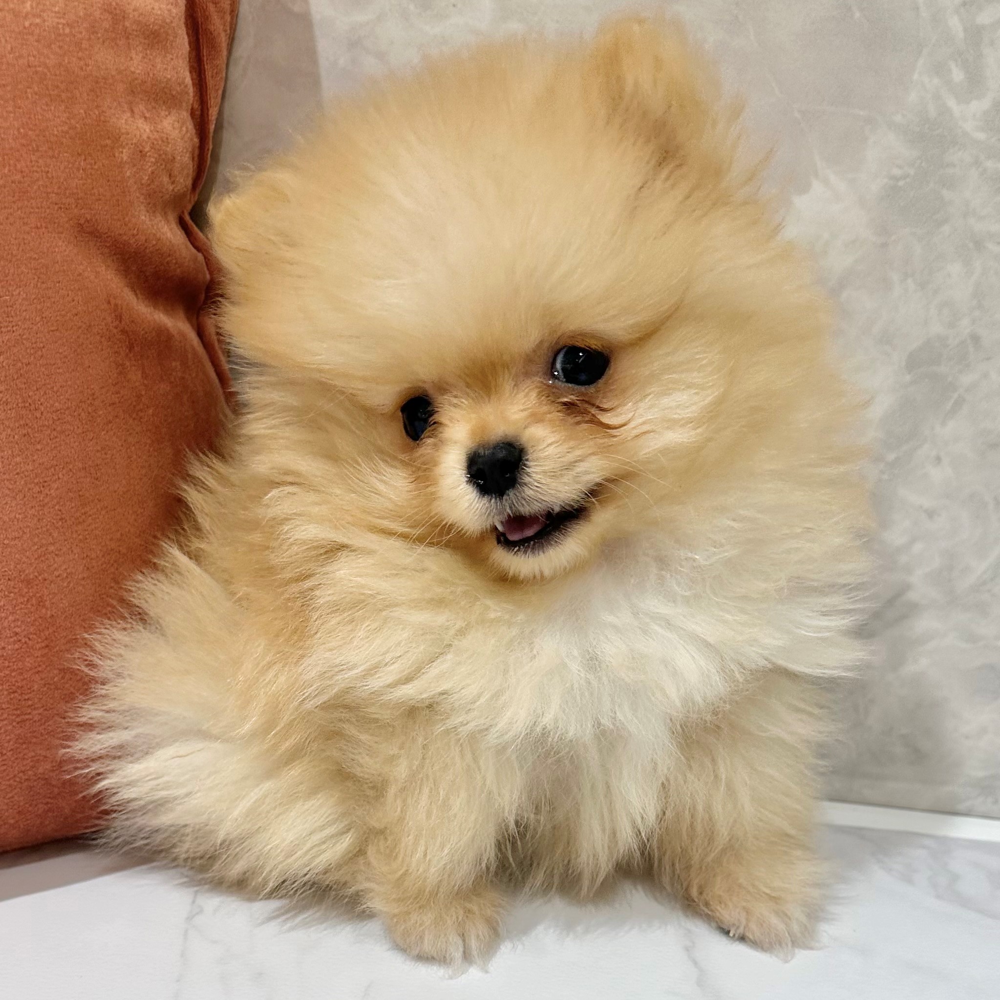 福岡県のポメラニアン (犬の家＆猫の里くりえいと宗像店/2026年1月1日生まれ/男の子/クリーム)の子犬の1枚目の画像