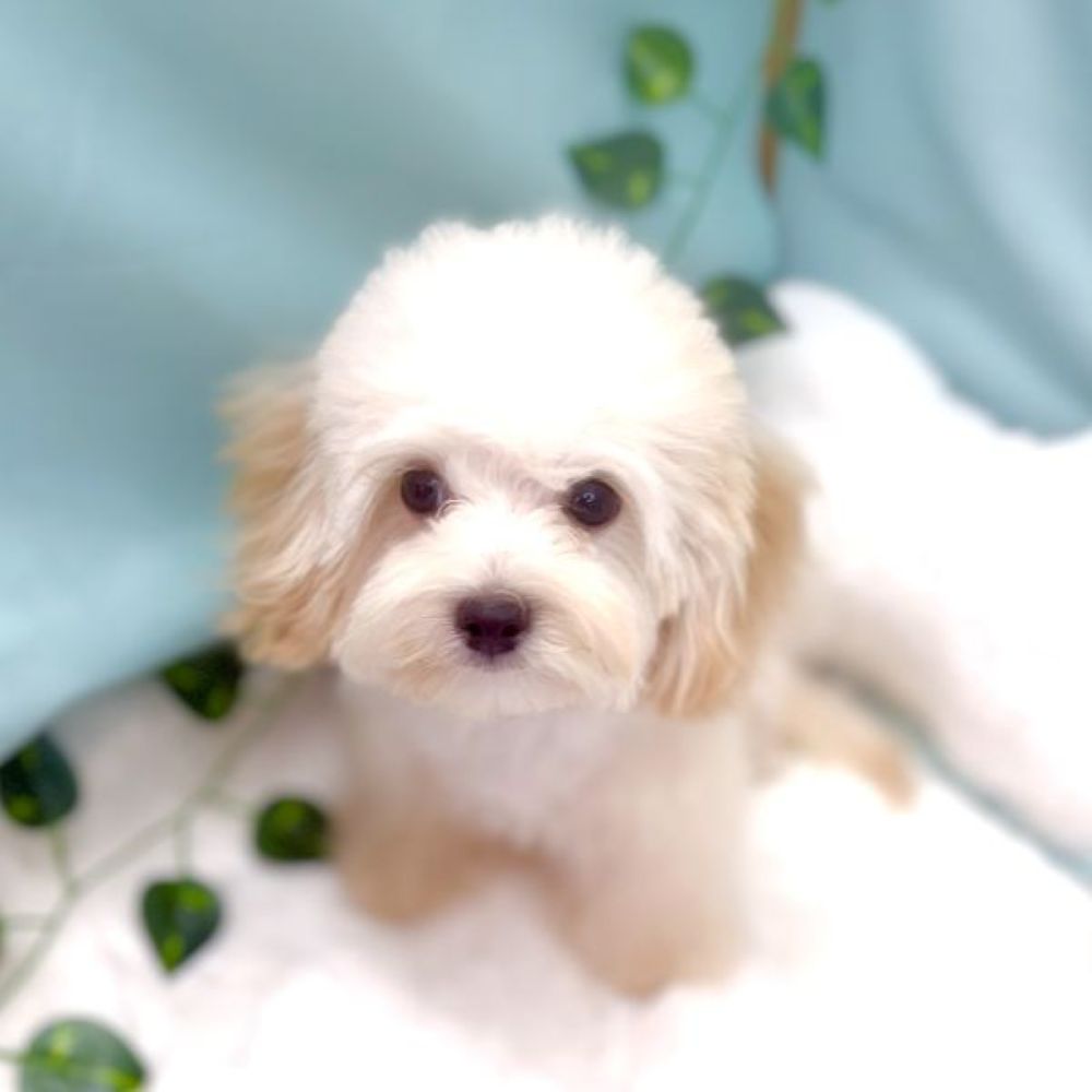 愛知県のマルプー(マルチーズ×プードル) (犬の家＆猫の里愛知刈谷店/2026年1月5日生まれ/男の子/クリームホワイト)の子犬の2枚目の画像