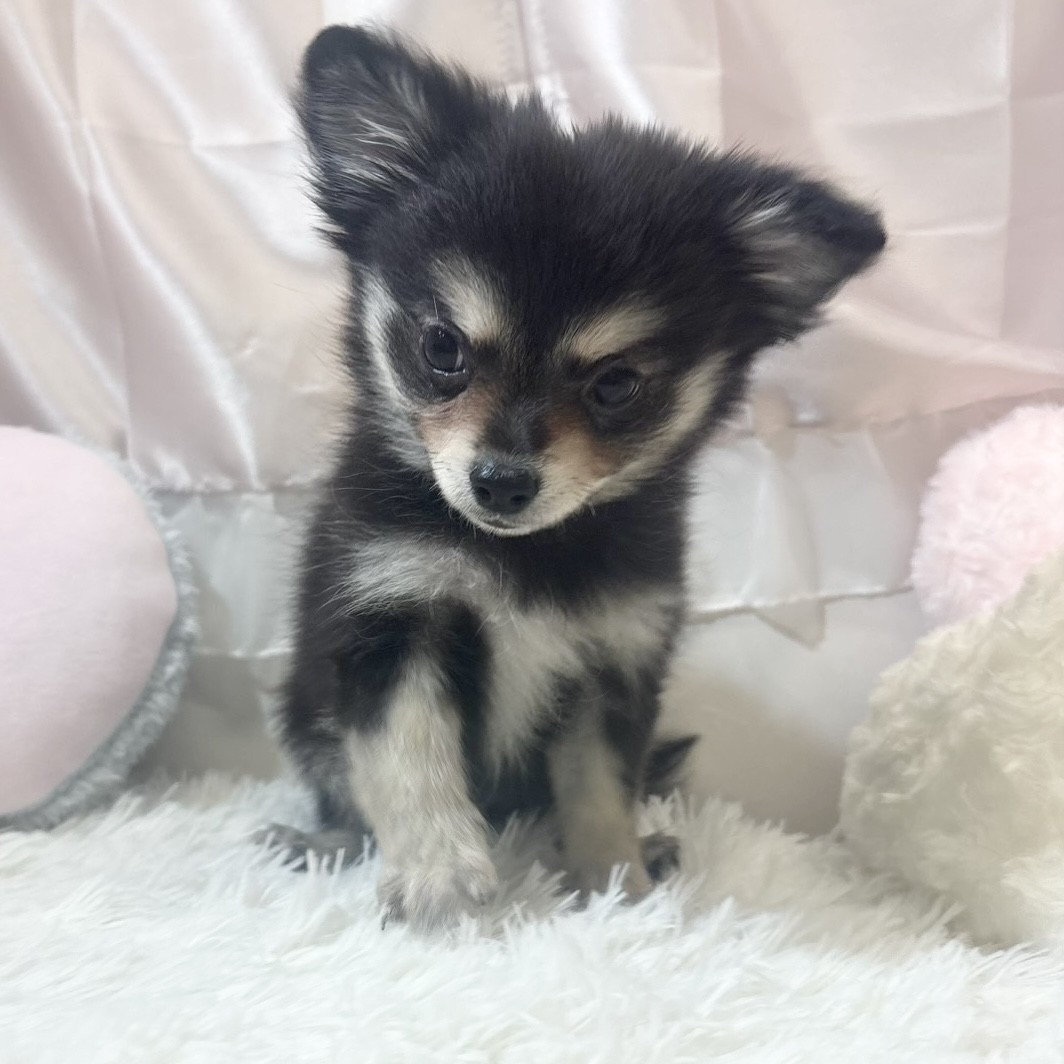 兵庫県のポメチワ/チワポメ/ポメチー(ポメラニアン×チワワ) (犬の家＆猫の里カナート西神戸店/2026年1月7日生まれ/男の子/ブラッククリーム)の子犬の2枚目の画像