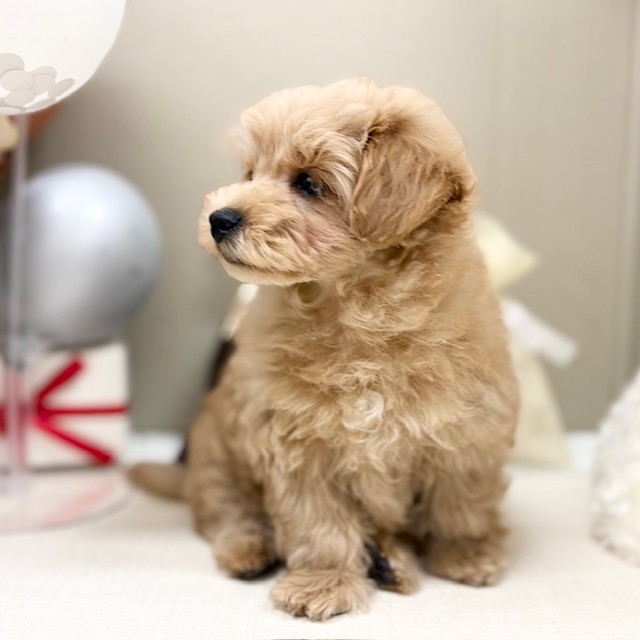 千葉県のマルプー(マルチーズ×プードル) (犬の家＆猫の里ワンズモール稲毛店/2026年1月7日生まれ/男の子/アプリコット)の子犬の2枚目の画像