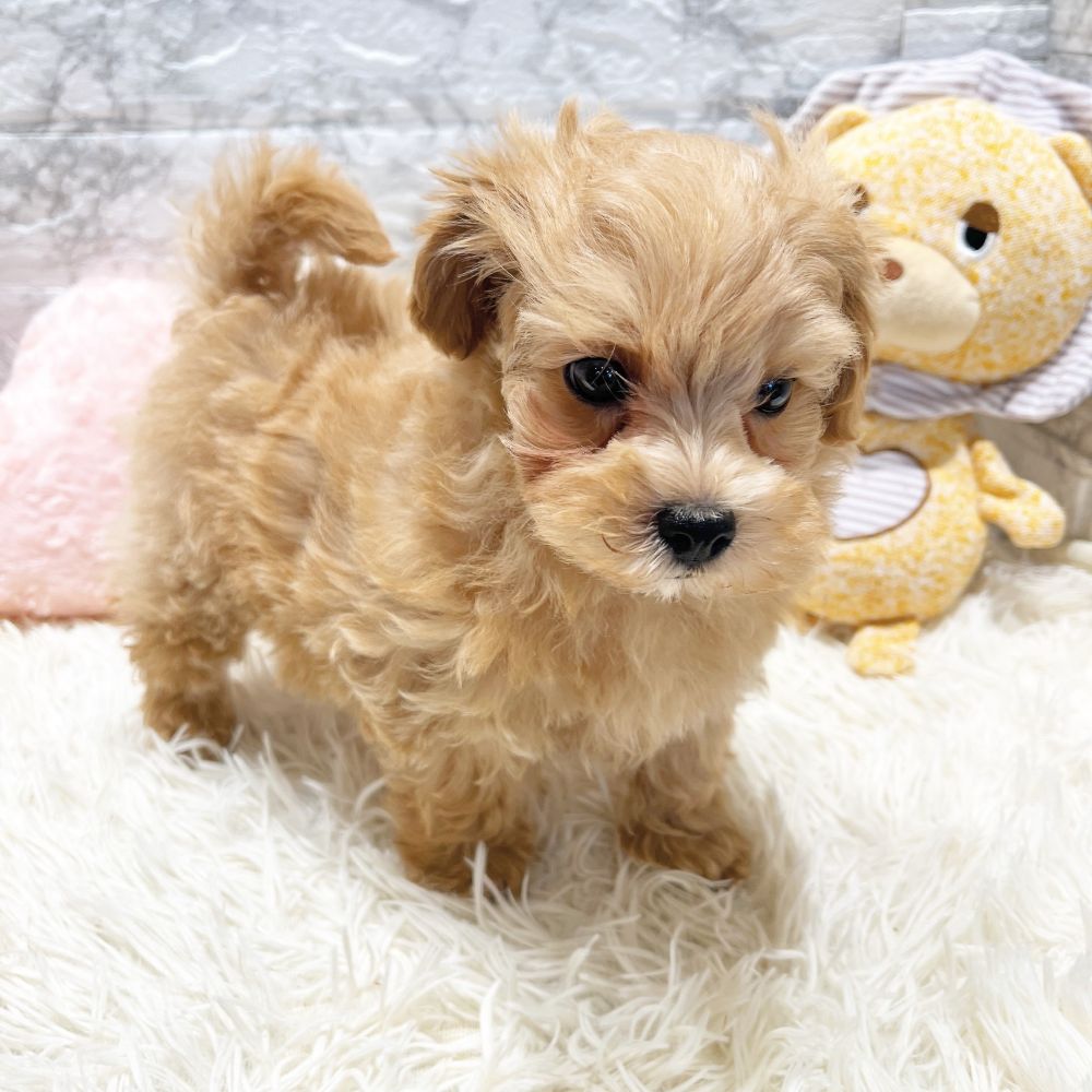 愛知県のマルプー(マルチーズ×プードル) (犬の家＆猫の里MiO香久山店/2026年1月7日生まれ/女の子/アプリコットホワイト)の子犬の2枚目の画像