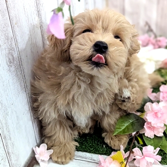 神奈川県のマルプー(マルチーズ×プードル) (犬の家＆猫の里小田原店/2026年1月7日生まれ/男の子/クリームホワイト)の子犬の2枚目の画像