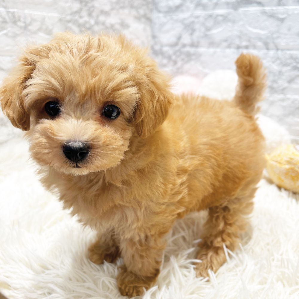 愛知県のマルプー(マルチーズ×プードル) (犬の家＆猫の里MiO香久山店/2026年1月7日生まれ/女の子/アプリコット)の子犬の2枚目の画像