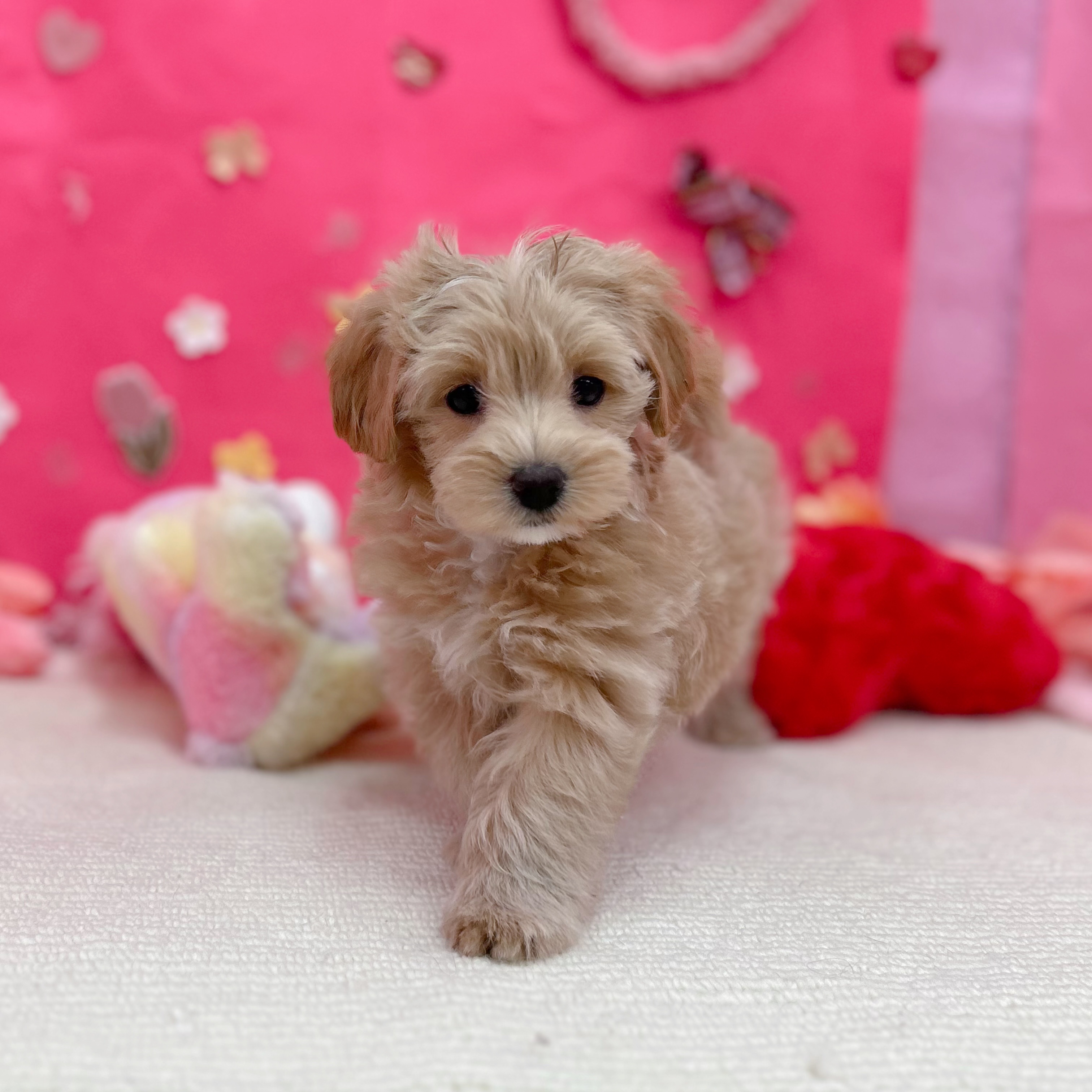 岐阜県のマルプー(マルチーズ×プードル) (犬の家＆猫の里岐南店/2026年1月10日生まれ/女の子/クリームホワイト)の子犬の2枚目の画像