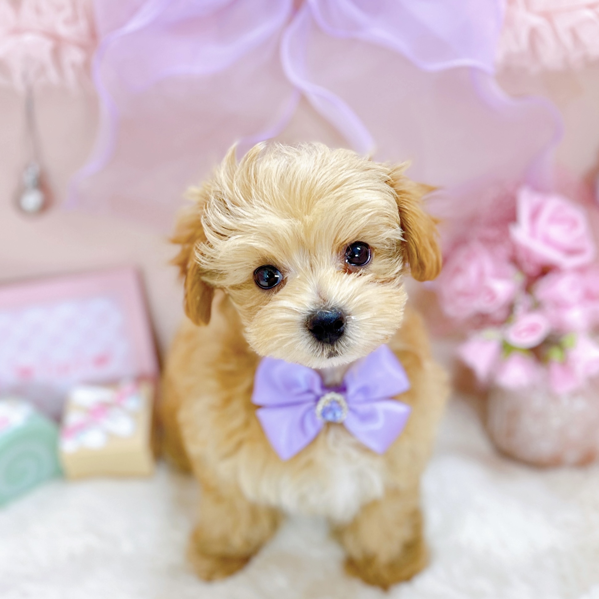 福井県のマルプー(マルチーズ×プードル) (犬の家＆猫の里アミーゴ福井大和田店/2026年1月10日生まれ/女の子/アプリコットホワイト)の子犬の2枚目の画像