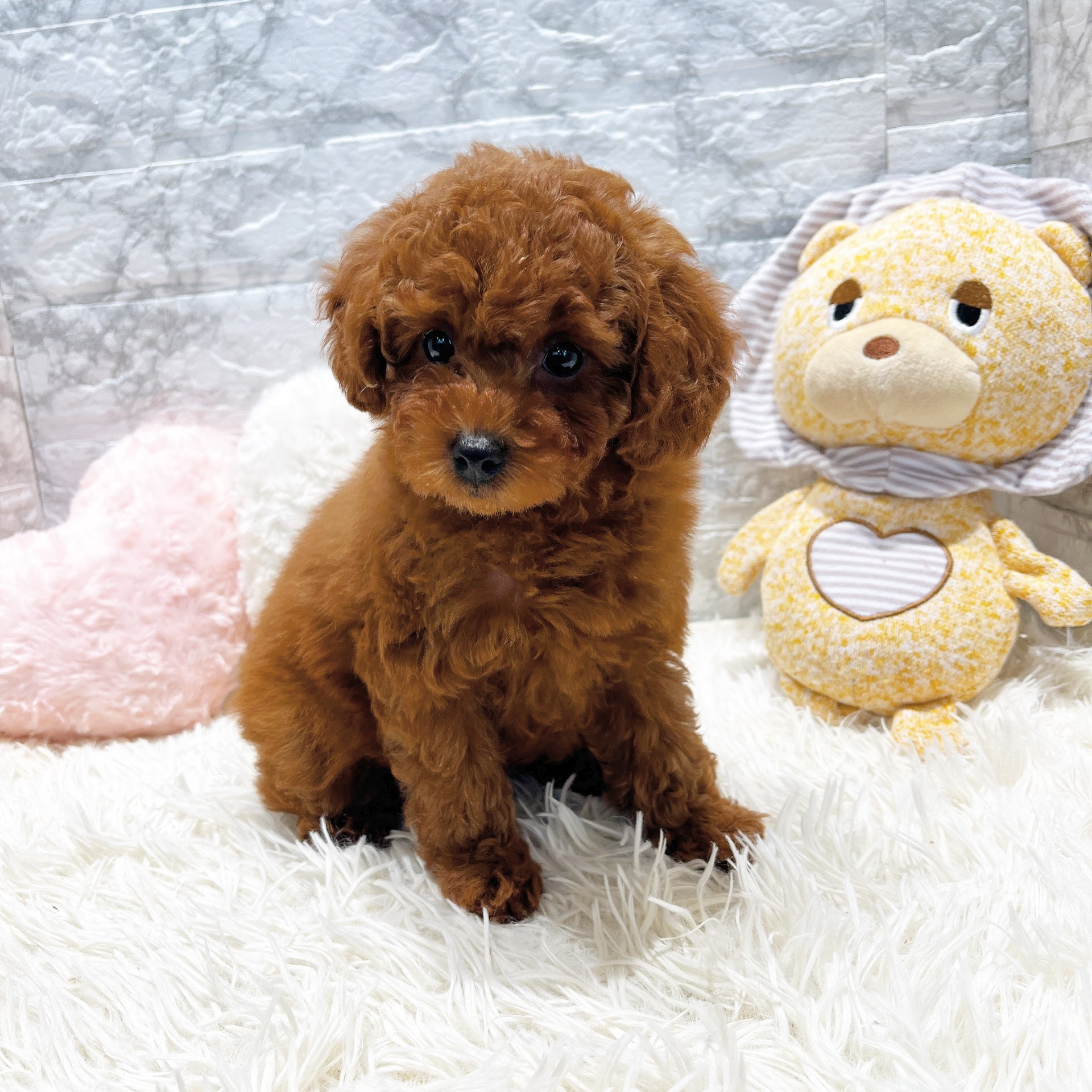 愛知県のトイプードル(トイ) (犬の家＆猫の里MiO香久山店/2026年1月10日生まれ/女の子/レッドフォーン)の子犬の2枚目の画像