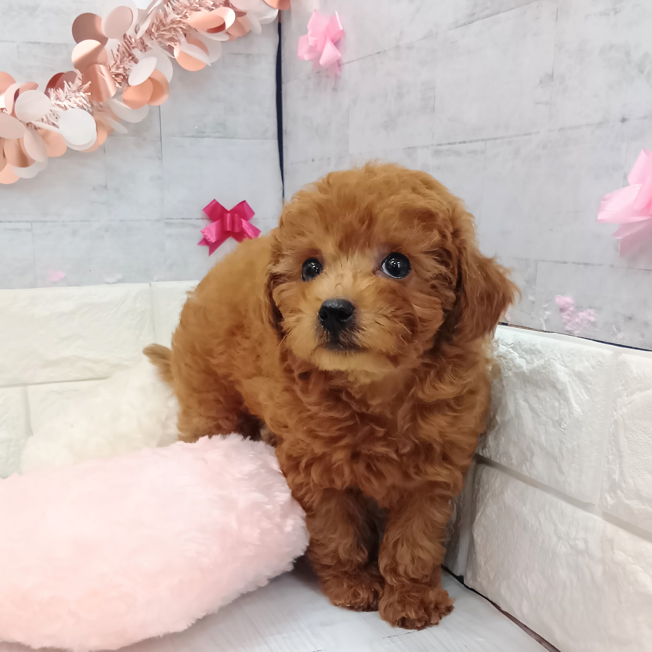 静岡県のトイプードル(トイ) (犬の家＆猫の里プレ葉ウォーク浜北店/2026年1月10日生まれ/女の子/レッドフォーン)の子犬の2枚目の画像