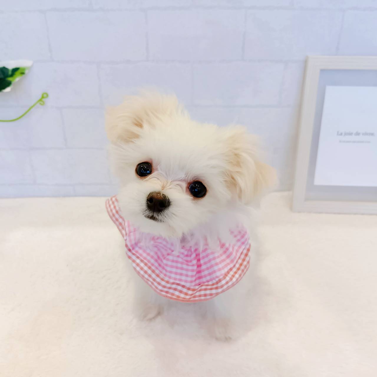 ハーフ犬女の子の写真