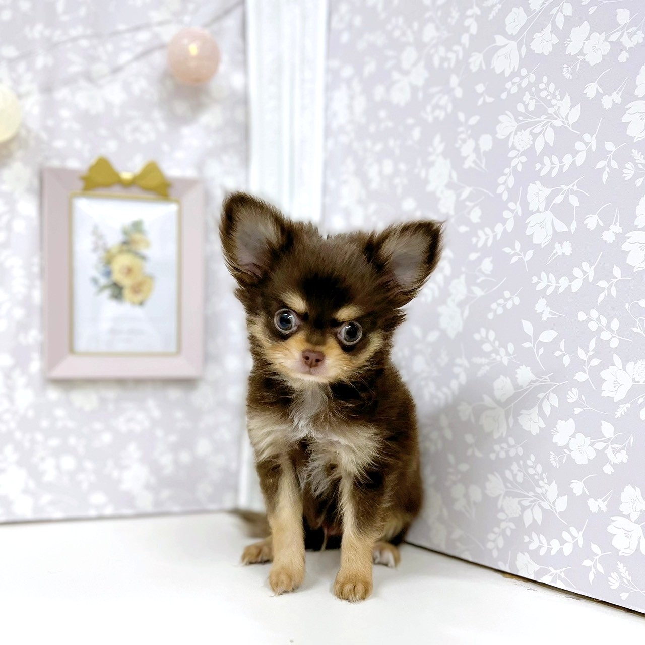 富山県のチワワ(ロング) (犬の家＆猫の里アミーゴ高岡蓮花寺店/2026年1月1日生まれ/男の子/チョコレートタン)の子犬の2枚目の画像