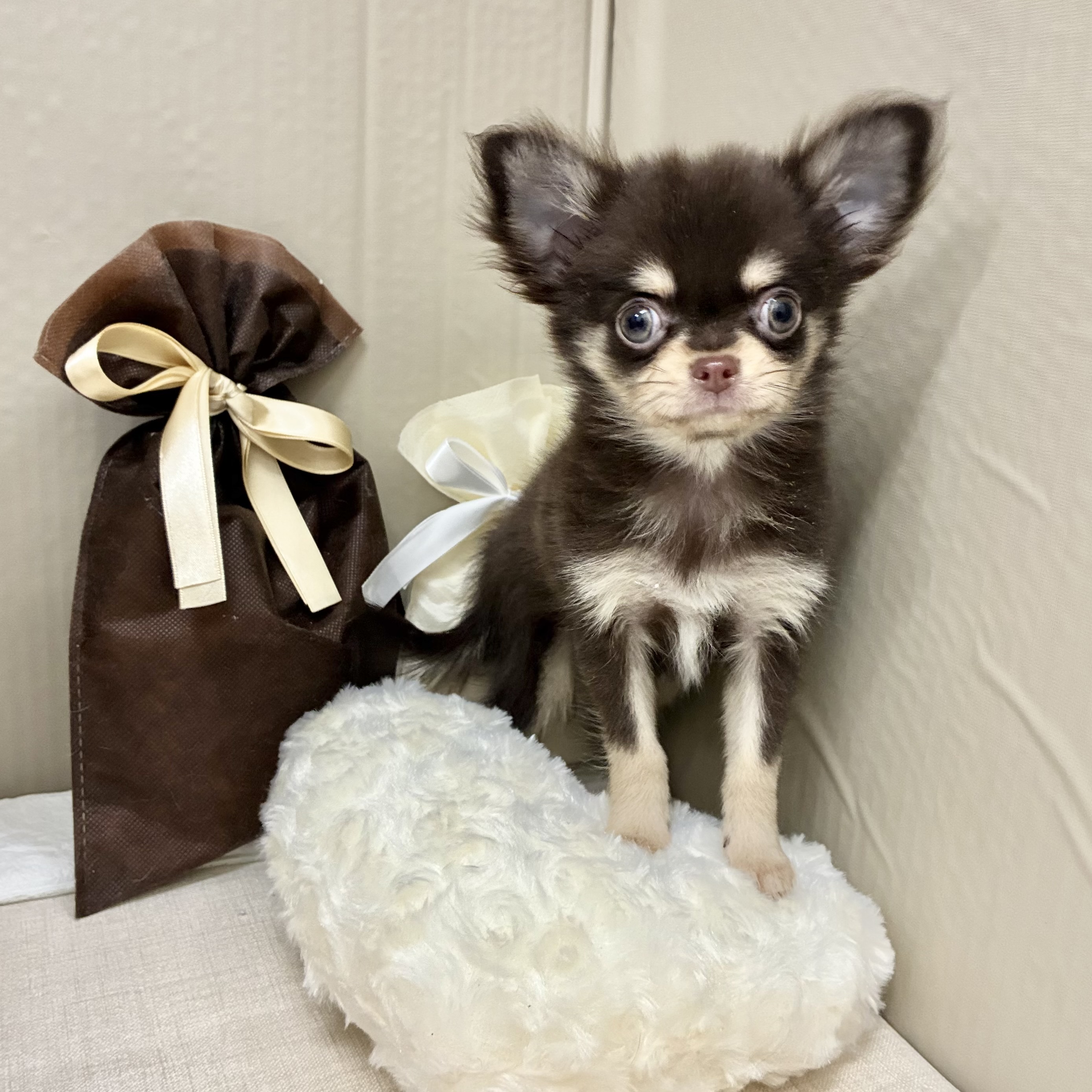 千葉県のチワワ(ロング) (犬の家＆猫の里ワンズモール稲毛店/2026年1月1日生まれ/女の子/チョコレートクリーム)の子犬の1枚目の画像