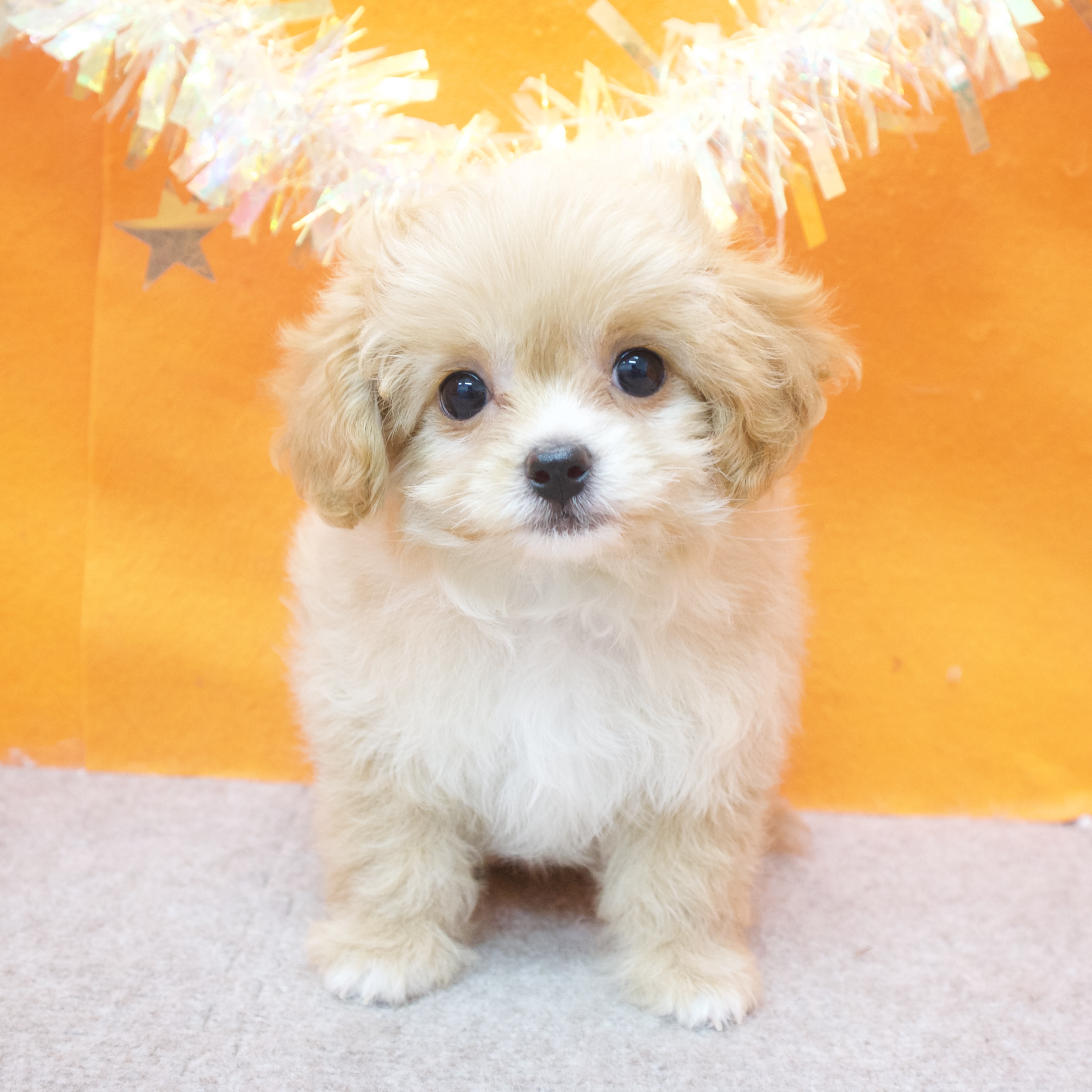 ハーフ犬女の子の写真