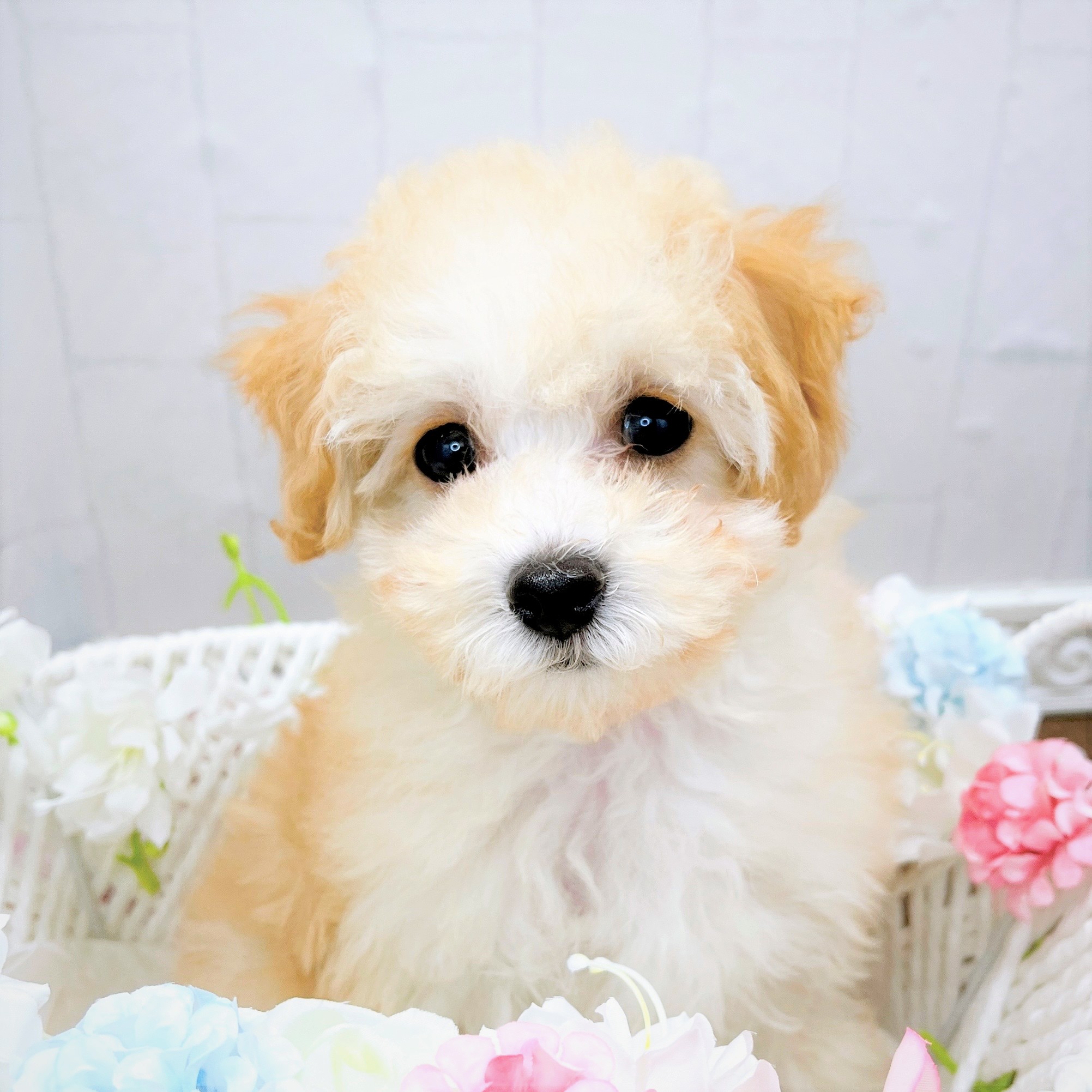 ハーフ犬女の子の写真