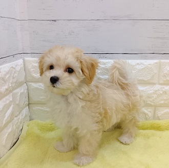 静岡県のマルプー(マルチーズ×プードル) (犬の家＆猫の里アミーゴ浜松和田店/2026年1月9日生まれ/女の子/クリーム)の子犬の2枚目の画像