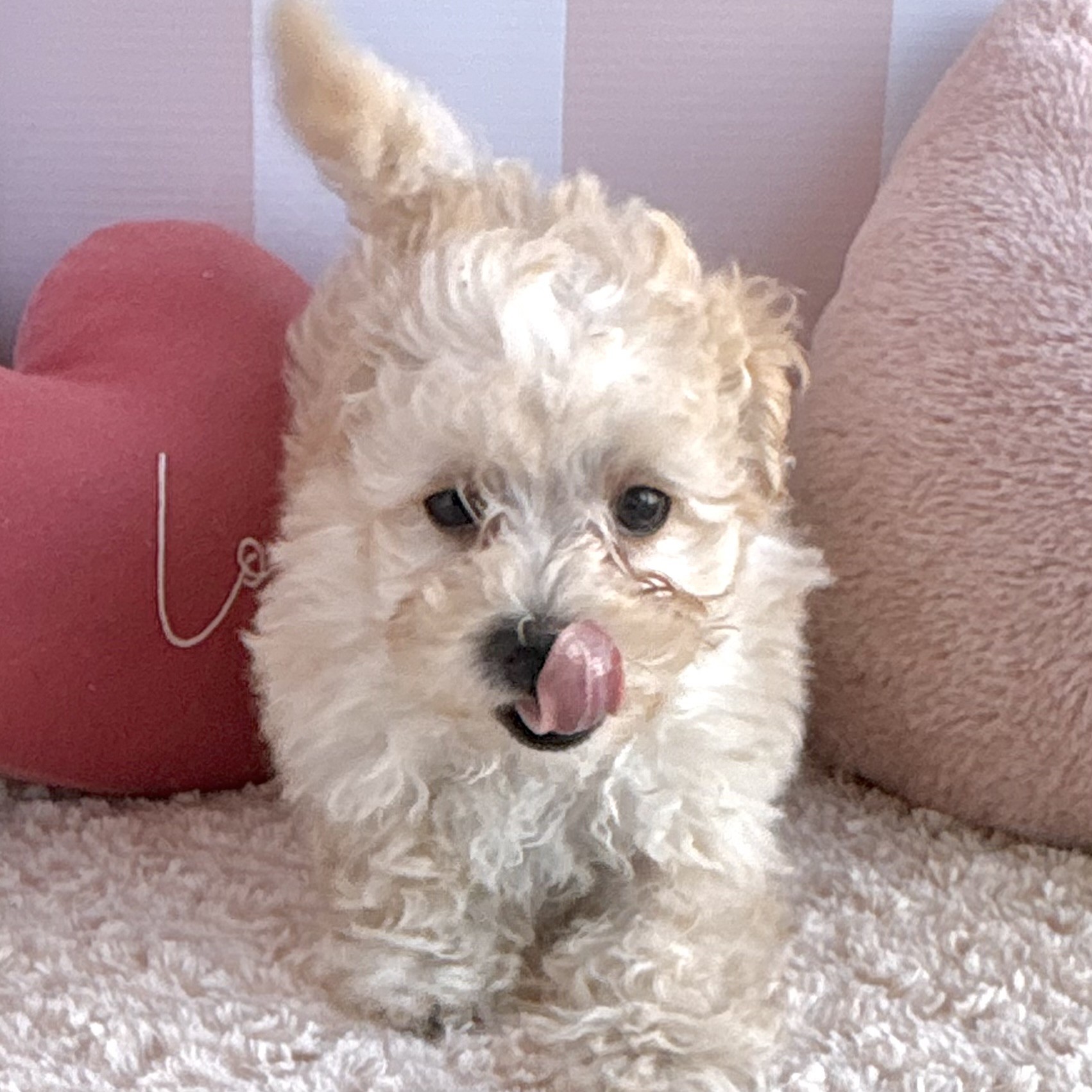 岡山県のマルプー(マルチーズ×プードル) (犬の家＆猫の里倉敷中庄店/2026年1月9日生まれ/男の子/クリーム)の子犬の2枚目の画像