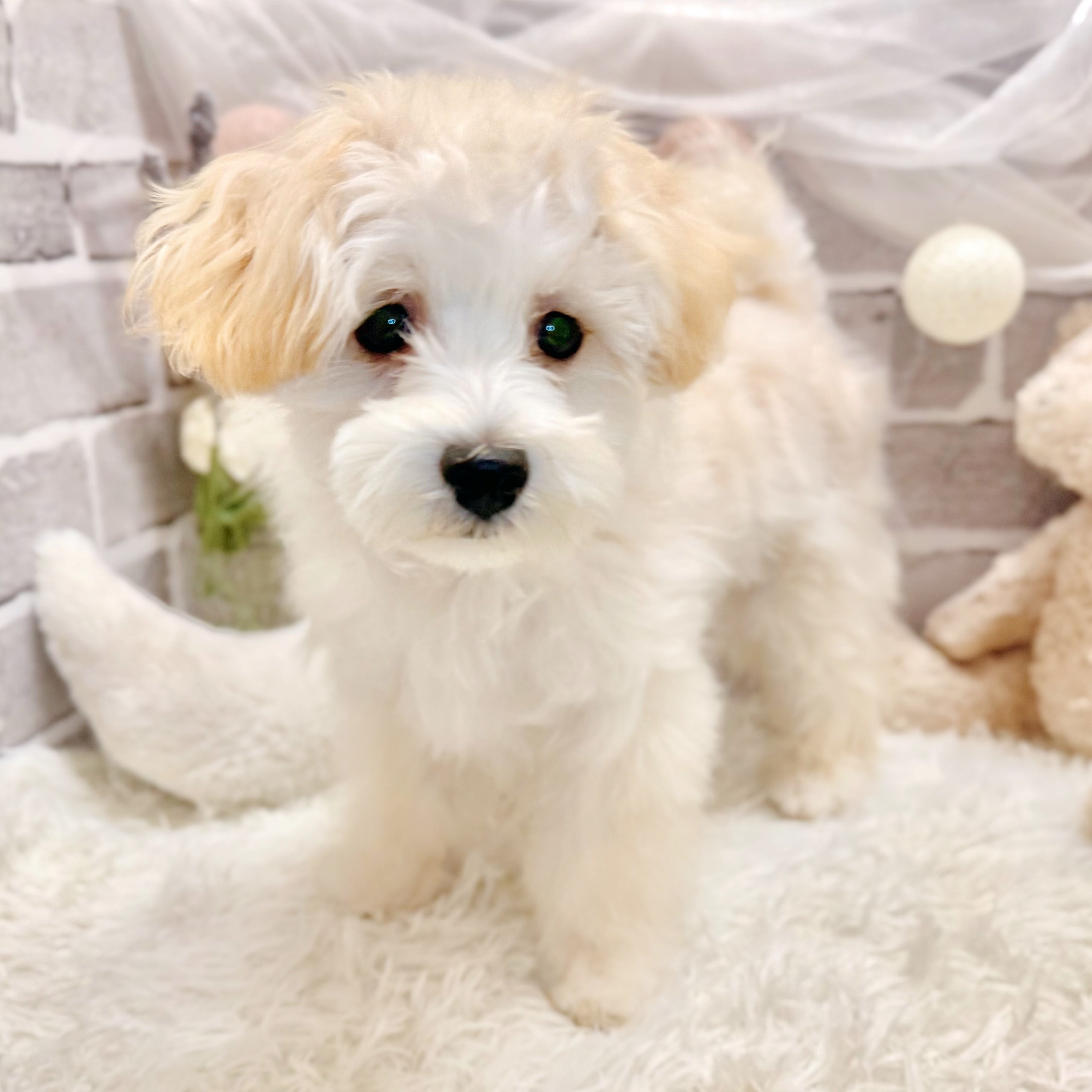 兵庫県のマルプー(マルチーズ×プードル) (犬の家＆猫の里神戸店/2026年1月9日生まれ/男の子/クリーム)の子犬の2枚目の画像