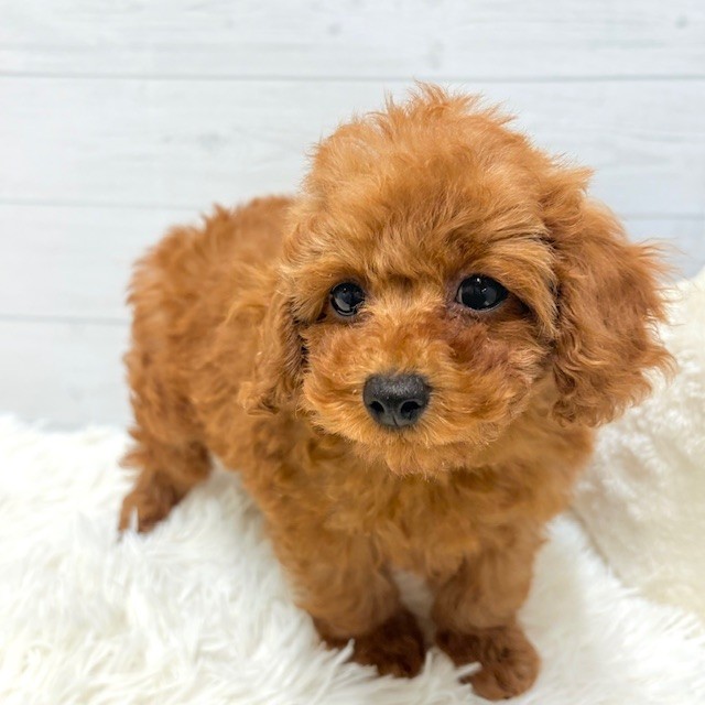 愛知県のトイプードル(トイ) (犬の家＆猫の里豊田店/2026年1月10日生まれ/男の子/レッドフォーン)の子犬の2枚目の画像